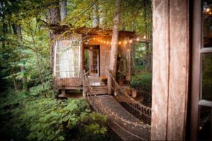 Tiny house in forest surrounded by trees, leaves