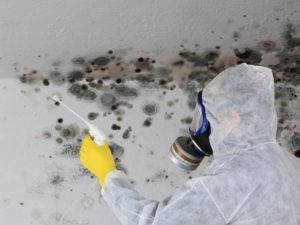 Mold Removal